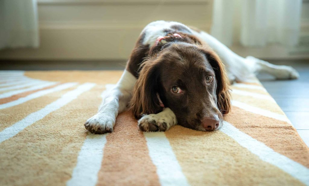 Carpet Spot Cleaners That Lift Pet Stains