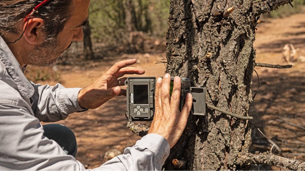 Cellular Trail Cameras With Night Vision, Compared