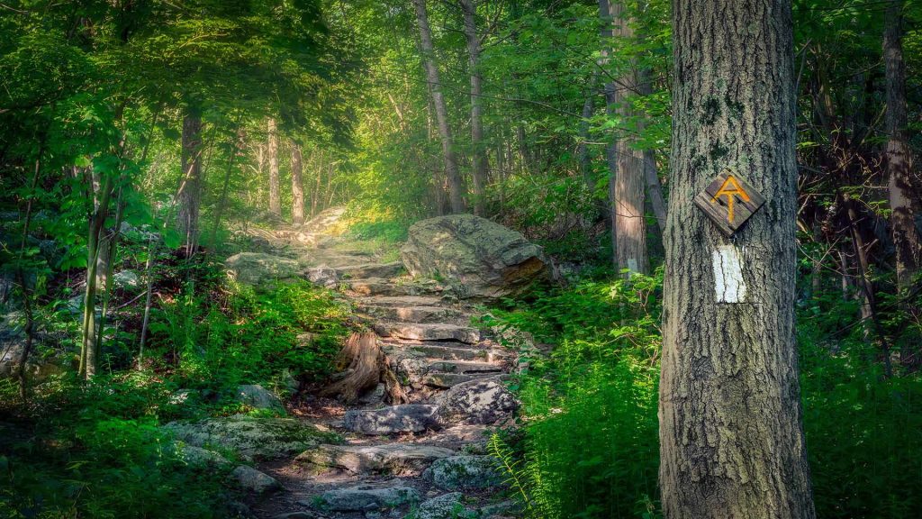 How Common Are Copperheads in West Virginia?