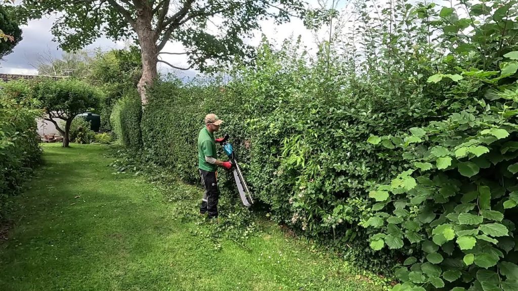 Pruning Shears for Multiflora Rose and Brambles
