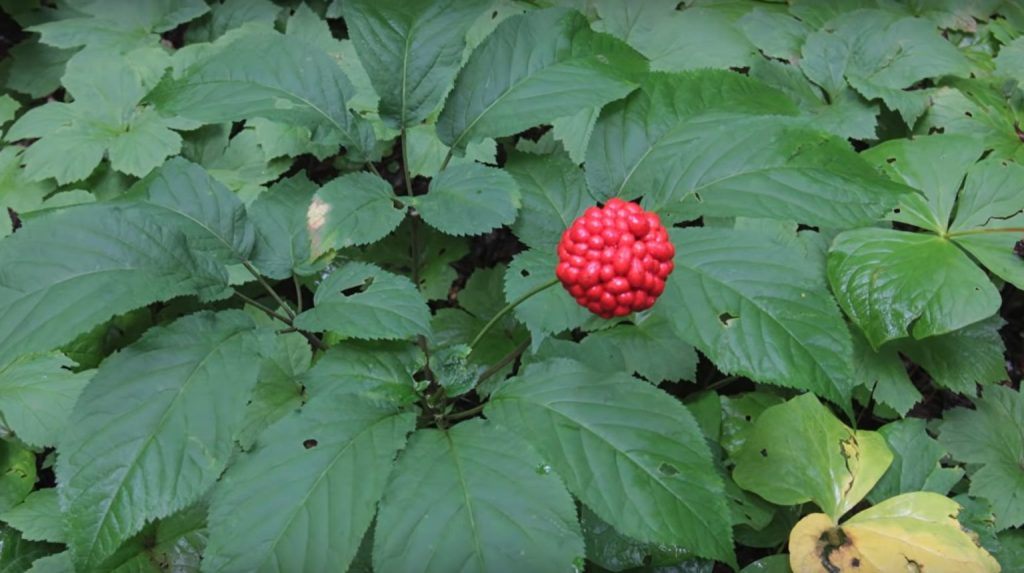 West Virginia Ginseng Season Start Date and Rules