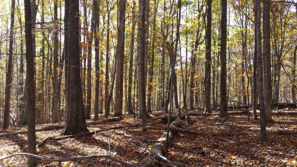 When Does Squirrel Season Start in West Virginia?