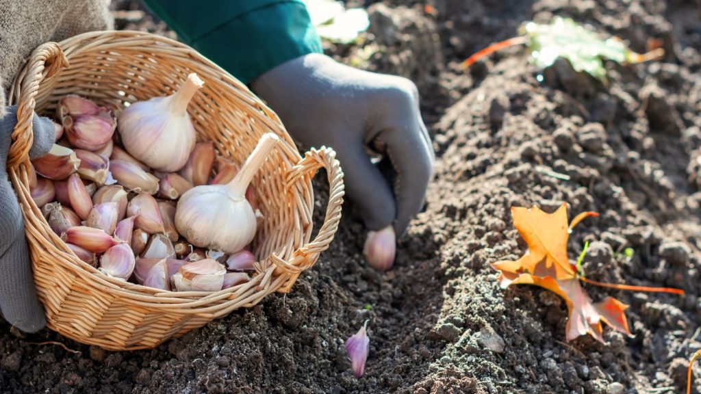 When to Plant Garlic in West Virginia