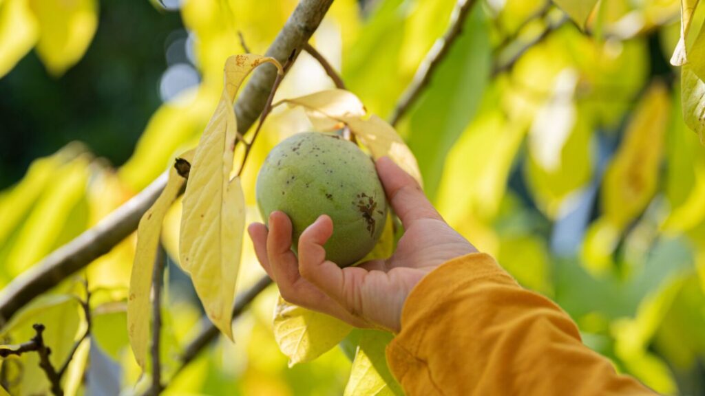 Are Pawpaws Ripe Yet in West Virginia?