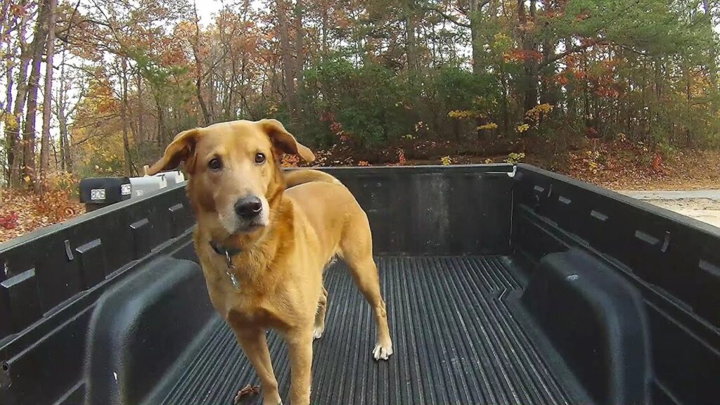 Handheld Vacuums for Dog Hair and Dirt in a Truck