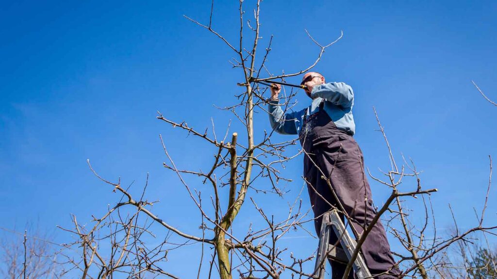Pruners and When to Prune Apple Trees in West Virginia