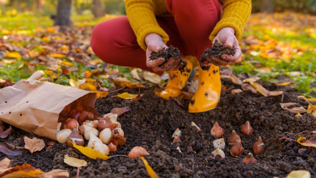 Tulip Bulbs in West Virginia: When to Plant Them