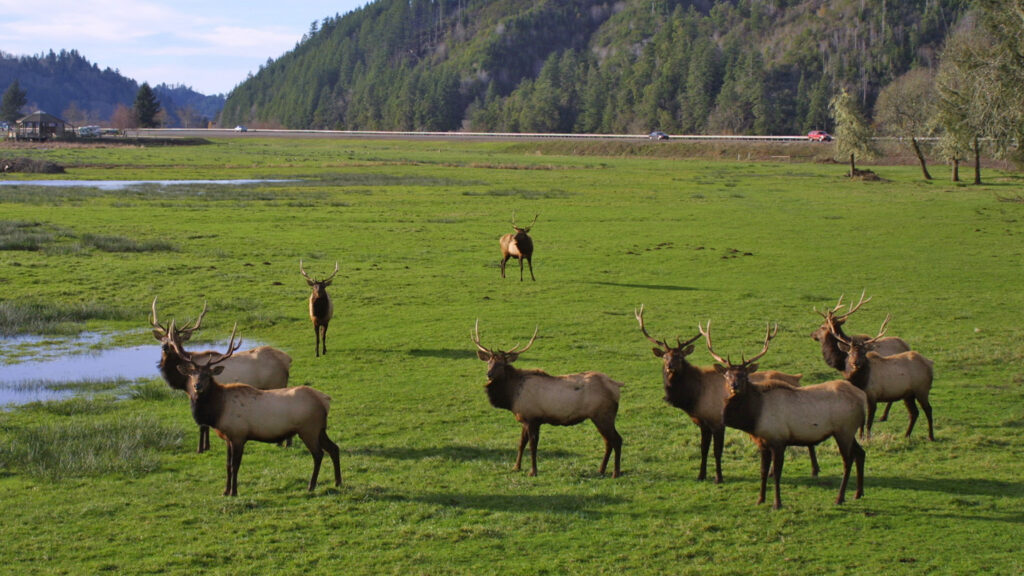 Where to See Elk in West Virginia